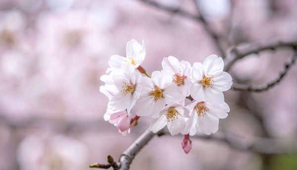 公園内に咲くソメイヨシノの桜をイメージした画像